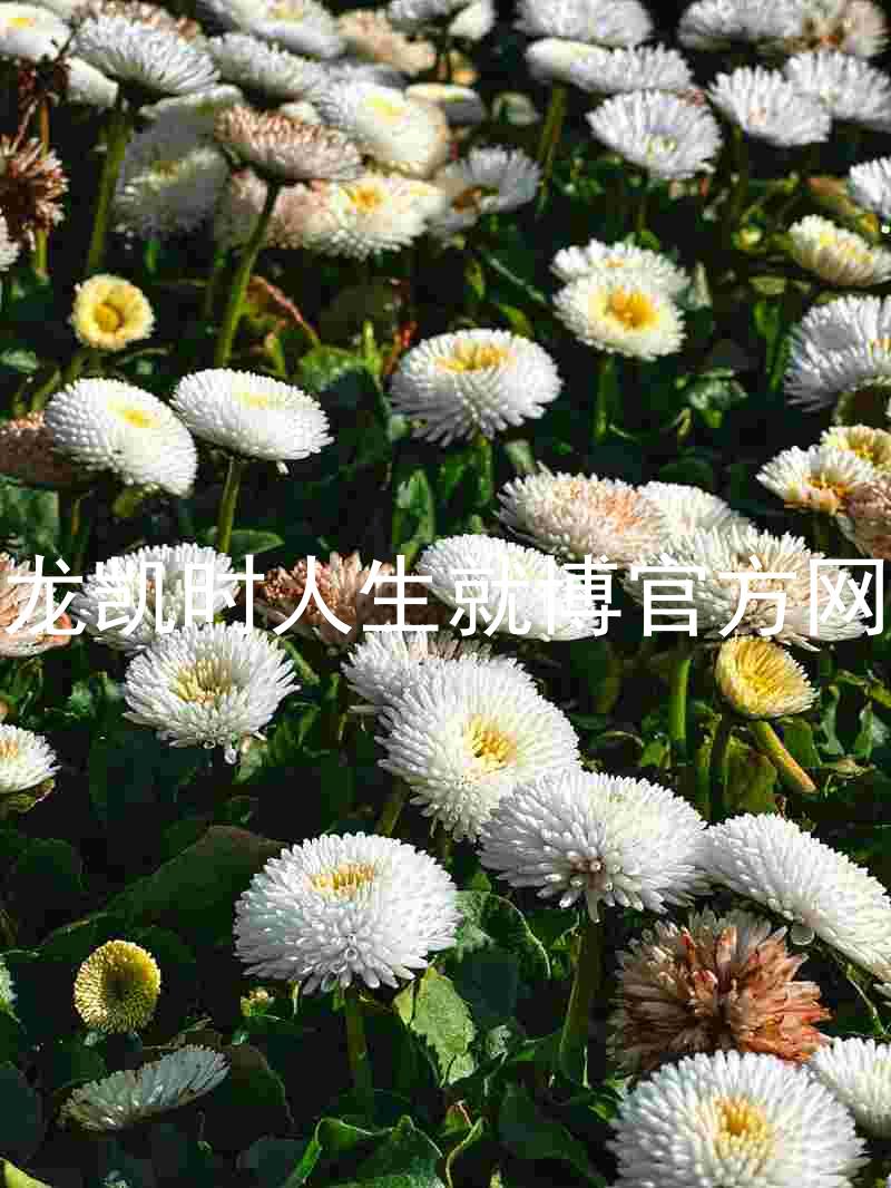 尊龙凯时人生就博官方网站